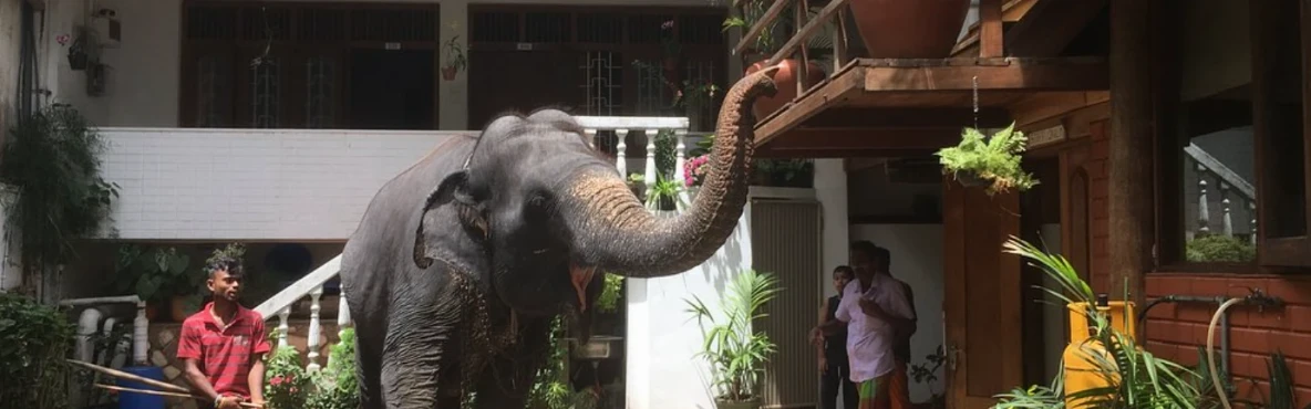 Hotel Mango Garden Kandy – A Cozy Retreat in the Heart of the Hill Capital